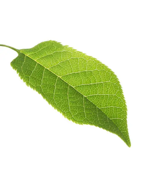 Green Bird Cherry (Prunus Padus) leaf isolated on white background.