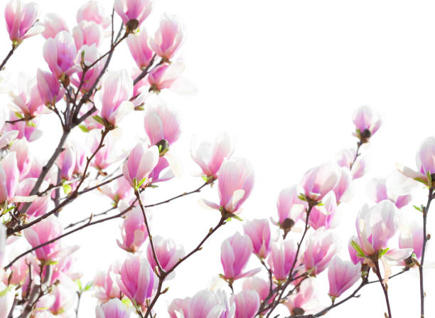 istock Branches with light pink Magnolia flowers isolated on white background. Selective focus. 1303040396