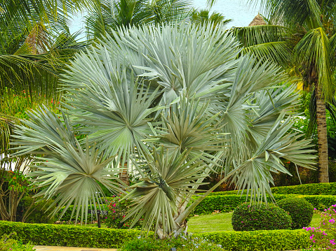 palm tree leaves in a resort garden in Zanzibar Island of Tanzania.