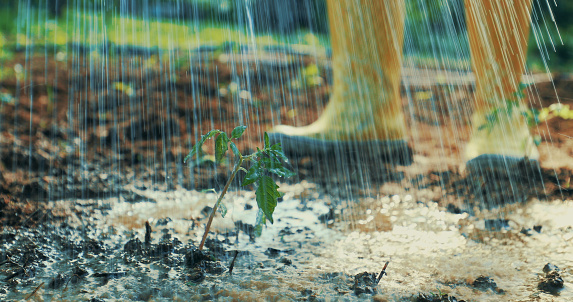 Depicting an unrecognizable gardener in yellow boots, taking care of a freshly planted seedling.