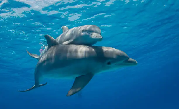 A mother Bottlenose Dolphin swims with her calf close by.