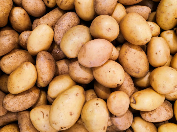 istock Solid background of unpeeled potatoes in the market. 1303043832