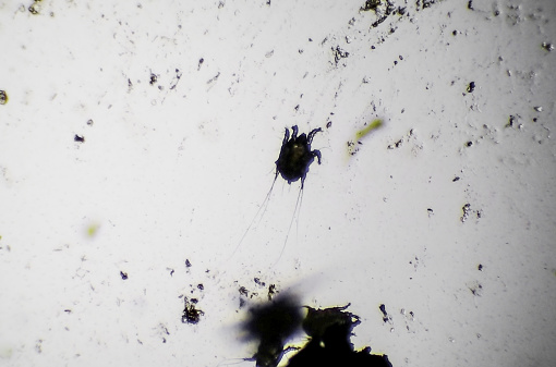 Cheyletiella blakei Mite - Small Cat pest view under a microscope