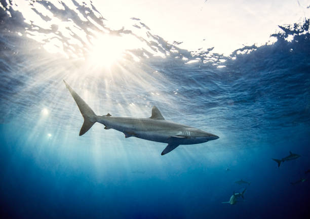 Shark nuota con Sun Burst Behind - foto stock