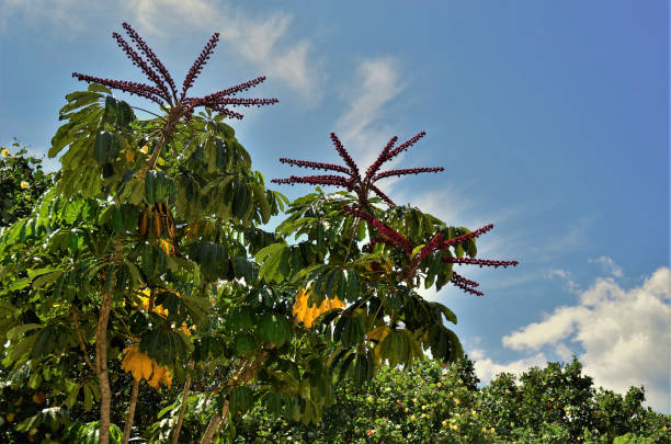 istock Schefflera actinophylla flower on the coastline 1303046236
