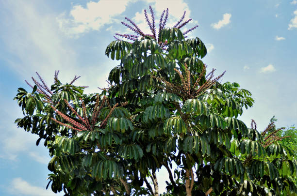istock schefflera actinophylla with flower on sunny day 1303046274