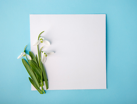 White empty note with fresh snowdrops over pastel blue background.