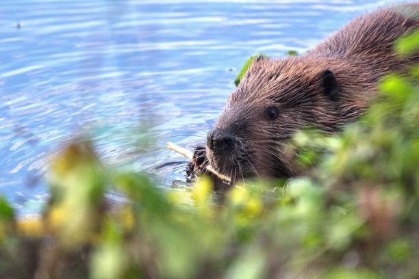 Beaver Eating Bark off a Branch