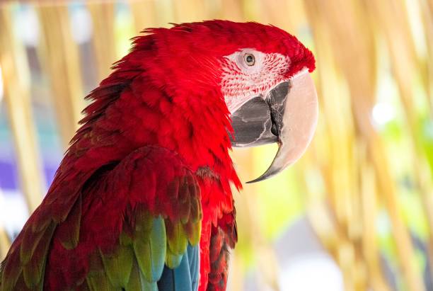 istock Macaw Perched in Captivity At A Zoo 1303047775