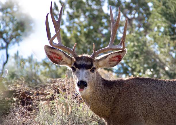 Ten Point Buck at the Grand Canyon Wildlife Photography mule deer stock pictures, royalty-free photos & images