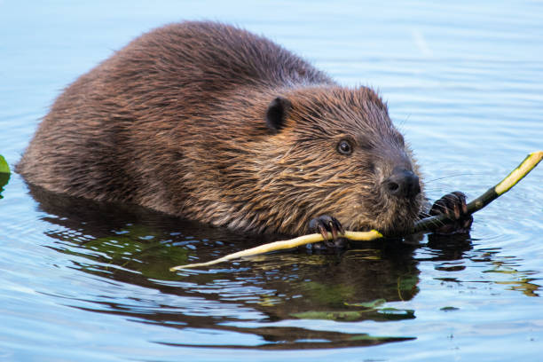 Beaver Eating Bark off a Branch Wildlife Photography beaver stock pictures, royalty-free photos & images