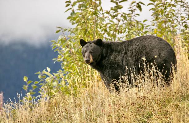 istock Black Bear In The Wild 1303047950