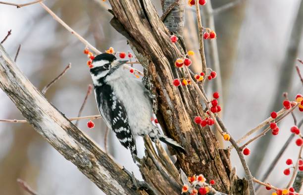 Downy Woodpecker In a Winter Tree Wildlife Photography pileated woodpecker stock pictures, royalty-free photos & images