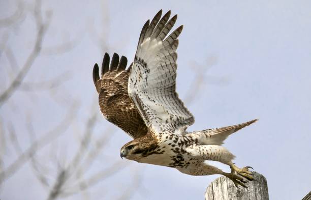 istock Bird of Prey in the wild 1303048016