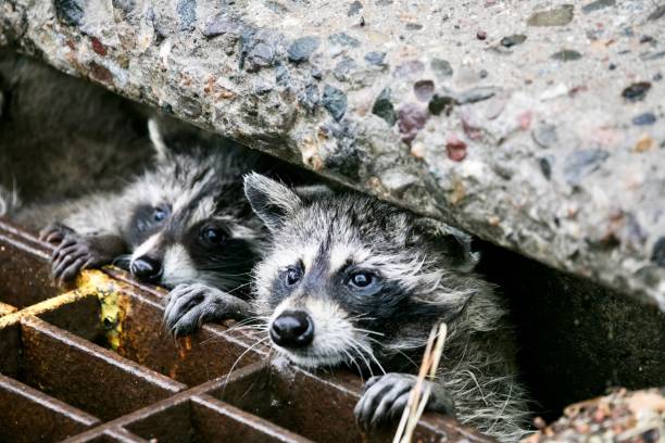 Wildlife Photography