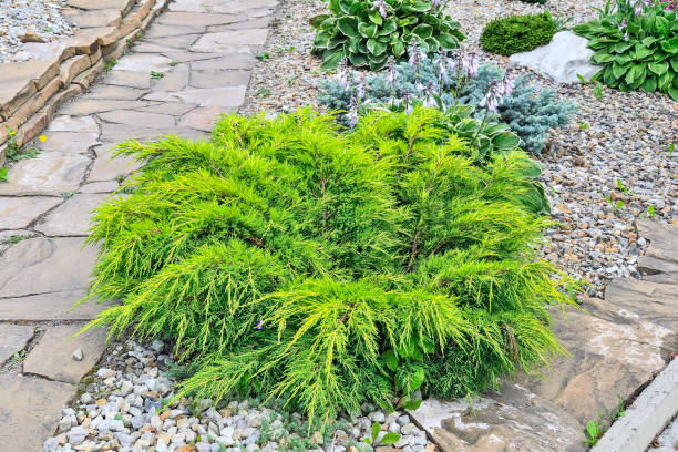 istock Juniper medium Gold Kissen - ornamental dwarf conifer for landscaping 1303048794