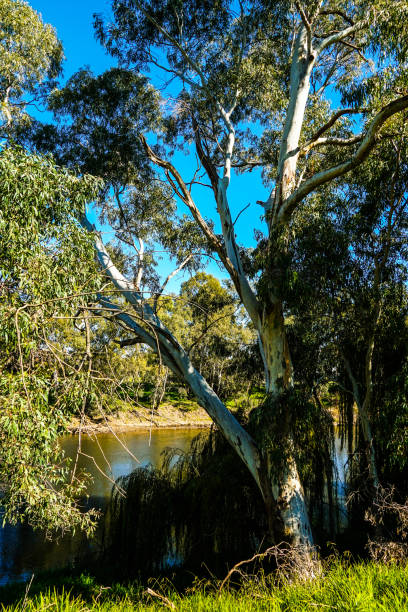 istock Gundagai, NSW, Australia 1303048922