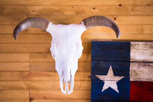 Cow head skeleton and Texas flag adorn wall of cabin in Texas.  Wall is made of knotty pine.  Texas flag is painted on old boards and hangs beside the cow head skeleton.  These items hang over a window in the Family room.