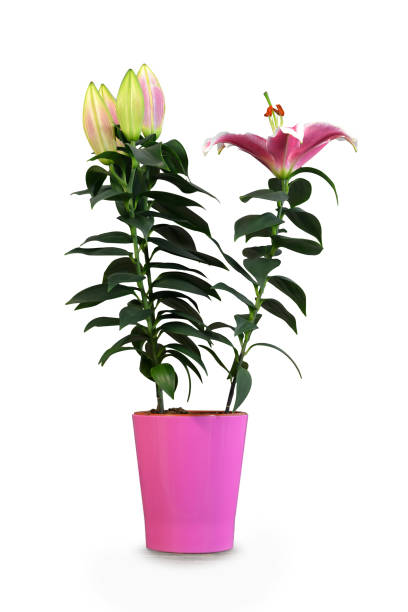 цветок лилии в цветочном горшке изолирован на белом фоне. крупным планом горшок stargazer лилии - lily pink stargazer lily flower стоковые фото и изображения