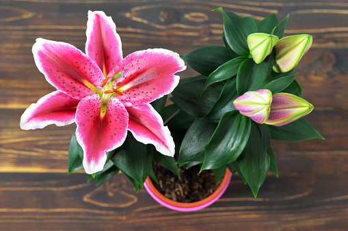 Top view of lily flowers in flower pot on wooden background