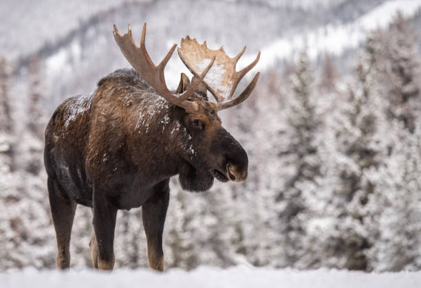 alce a jasper canada - canada moose winter snow foto e immagini stock