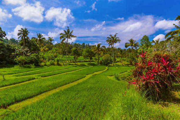 istock Rice fields - Bali island Indonesia 1303050694