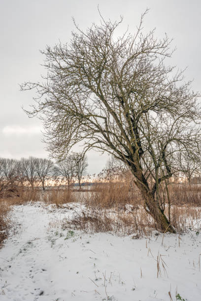 istock Leaning tree in a snowy landscape 1303053640