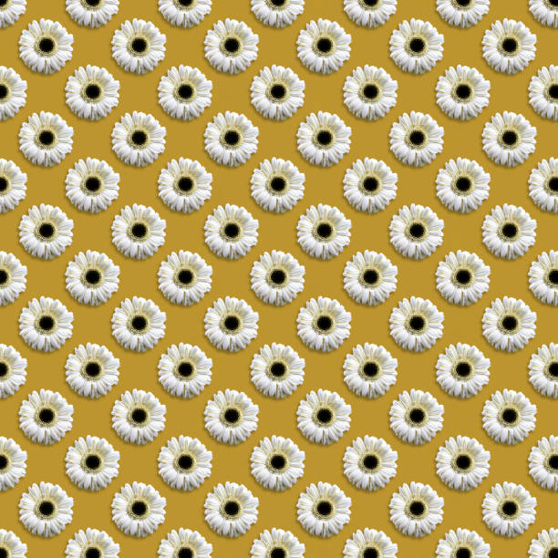 Background of flower head seamless pattern, white gerbera daisy on a yellow, top view, flat lay composition
