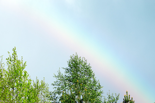 A rainbow in the spring sky. A vivid rainbow. Spring colorful rainbow. Firs and pines.