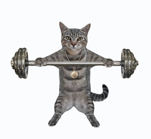 istock Cat gray lifting heavy barbell 1303054033
