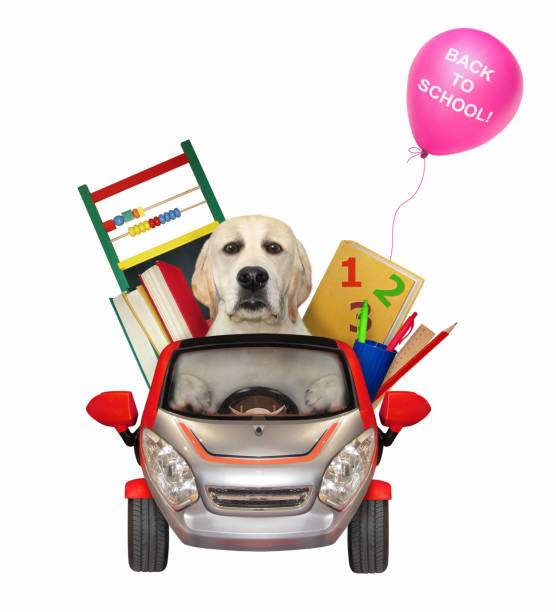 istock Dog drives car to school 1303054034
