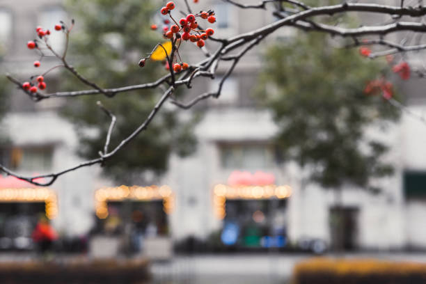 Tree with rowan berries in autumn, shallow focus. Autumn branches with red berries on a background of the city. Autumn landscape.