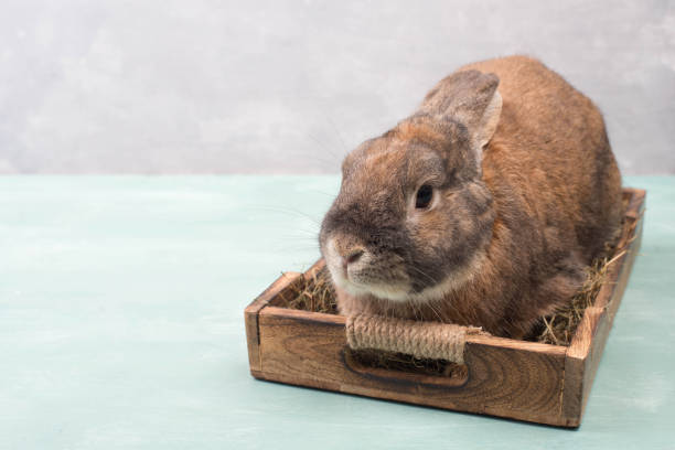 istock Easter Rabbit sitting in a basket with hay and colored eggs, empty copy spcae for text 1303055941