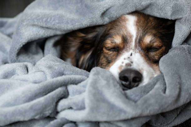 istock An English shepherd dog sleeping in a cozy blanket 1303056581