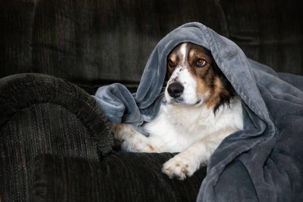 istock A shepherd dog nestled in a blanket on a couch 1303056606