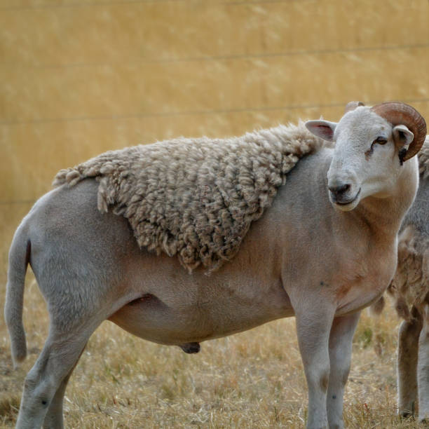 istock Wiltipoll Sheep out in the paddock 1303058373