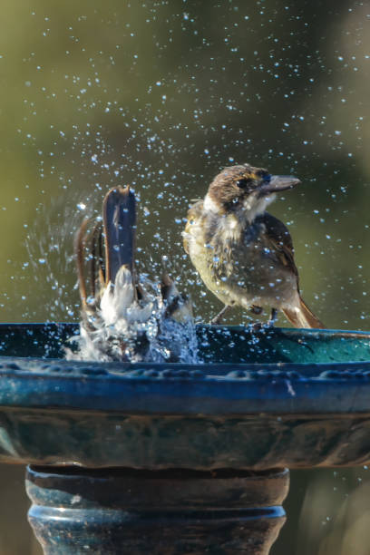 Noisy Miner Bird bathing