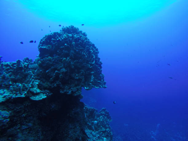 easter islands' sea life reef at rapa nui, chile, latin america - ahu tahai imagens e fotografias de stock