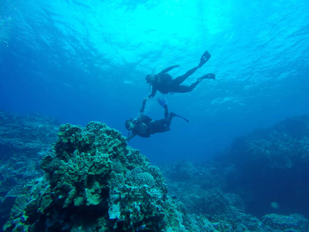 subacqueo nella barriera corallina della vita marina delle isole di pasqua a rapa nui, cile, america latina - ahu tahai foto e immagini stock