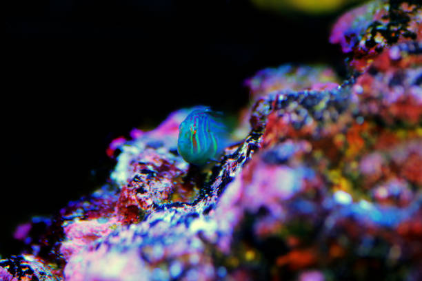 istock Green clown coral goby - Gobiodon histrio 1303062014