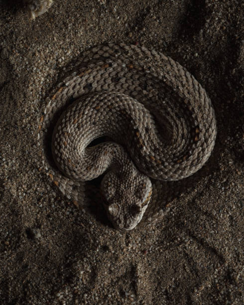Colorado Desert Sidewinder (Crotalus cerastes laterorepens) Top down insitu photograph of a Sidewinder Rattlesnake in ambush. snake photos stock pictures, royalty-free photos & images