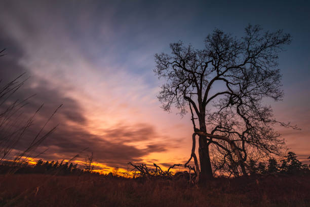Lone tree in a field at Swan Lake park during sunset.