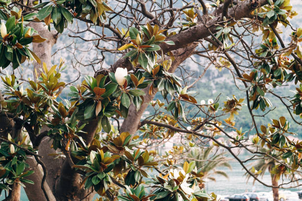 Magnolia tree branches with white flower among the leaves. High quality photo