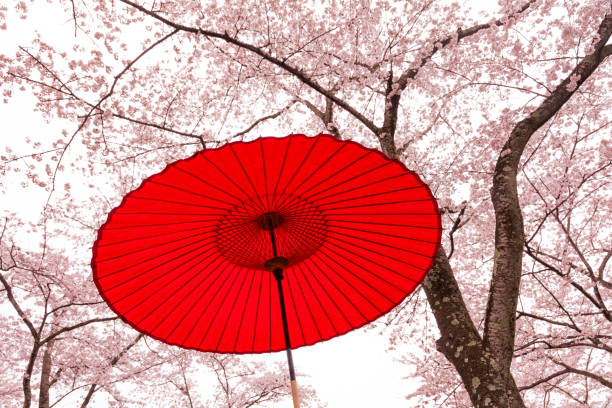 guarda-chuva japonês sob as cerejeiras - blossom cherry blossom tree white - fotografias e filmes do acervo