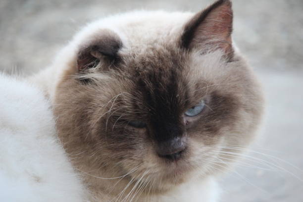 istock Persian Angora cat pose like a photo model 1303066464