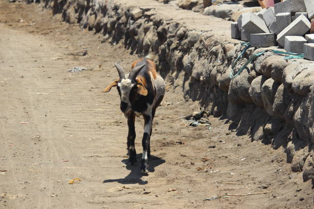 istock black and white goat who is looking for food 1303067055