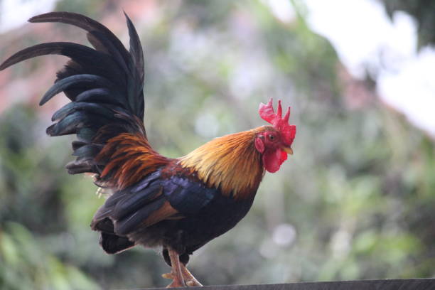 istock rooster crowing in the morning 1303067116