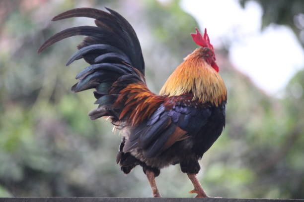 istock rooster crowing in the morning 1303067122