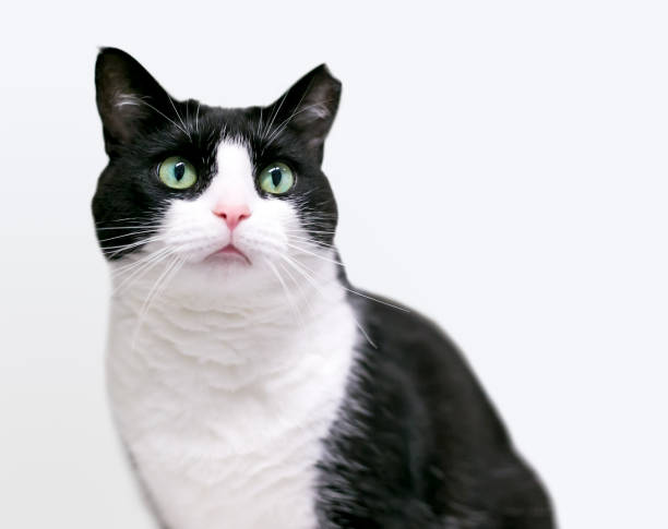 A Tuxedo shorthair cat with its left ear tipped A black and white Tuxedo cat with its left ear tipped, indicating that is has been spayed or neutered and vaccinated tuxedo cat stock pictures, royalty-free photos & images
