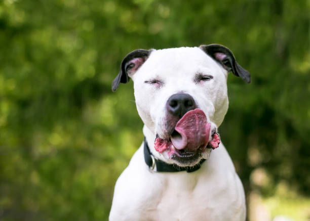istock An American Bulldog mixed breed dog licking its lips 1303069162